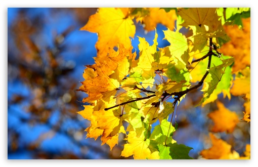 Download Autumn Leaves UltraHD Wallpaper