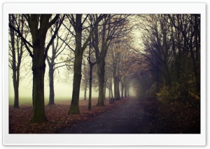 Morning, Road, Autumn