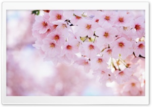 Spring Cherry Flowers