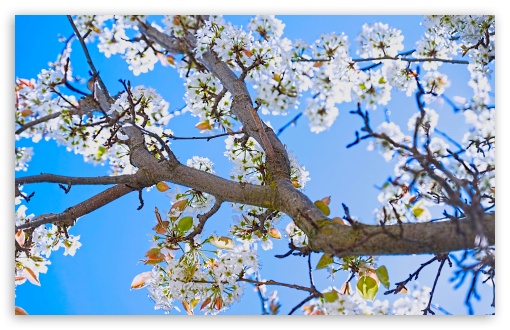 Download Spring Pear Tree UltraHD Wallpaper