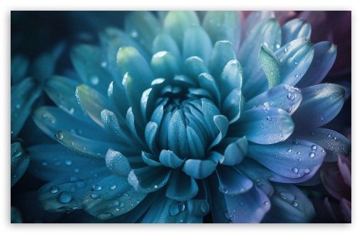 Download Blue Flower Macro UltraHD Wallpaper