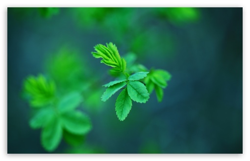 Download Green Spring Leaves UltraHD Wallpaper