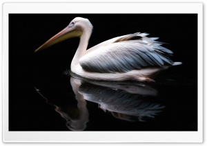 Pelican Water Bird