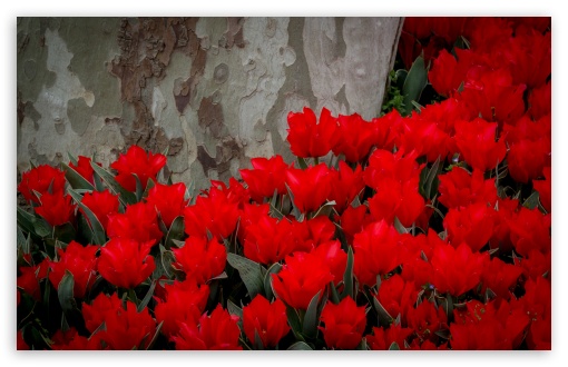 Download Red Tulips, Park UltraHD Wallpaper