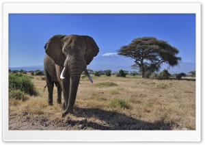 African Bush Elephant