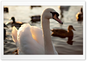 Mute Swan Swimming On A Lake