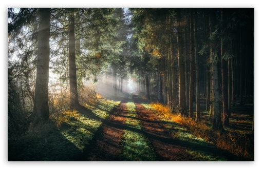 Download Coniferous Forest, Road, Sun Rays Shines... UltraHD Wallpaper