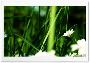 Grass And White Flowers