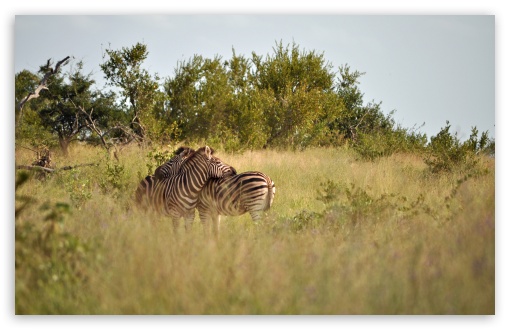 Download Kruger National Park UltraHD Wallpaper