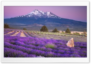 Mount Shasta, California