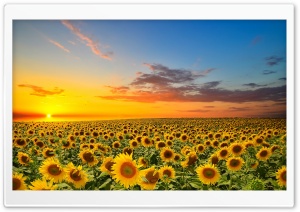 Sunset Over Sunflowers Field