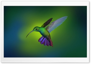 Beautiful Hummingbird Art