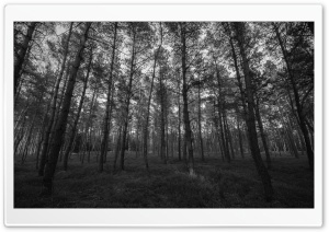 Forest Black and White