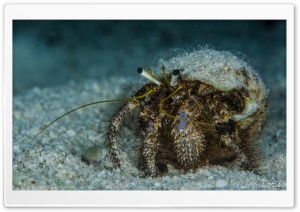 Crab Underwater