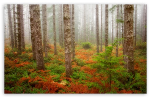 Download Foggy Fall Forest Olympic National Forest... UltraHD Wallpaper