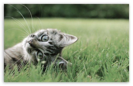 Download Kitten On The Grass UltraHD