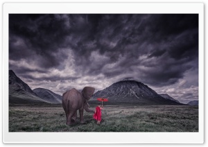 Elephant, Child Monk, Field,...