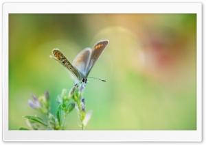 Common Blue Butterfly Macro