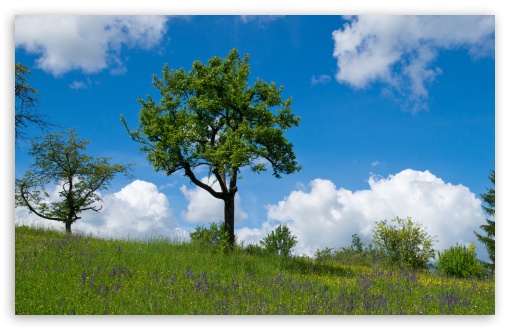 Download Spring Landscape Nature UltraHD Wallpaper