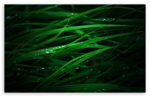 Download Green Grass Macro UltraHD Wallpaper