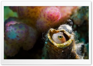 Blenny, Red Sea