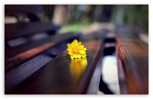 Download Romantic Bench UltraHD Wallpaper