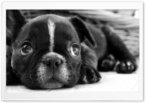 Black French Bulldog Puppy