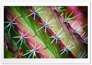 Cactus Thorns