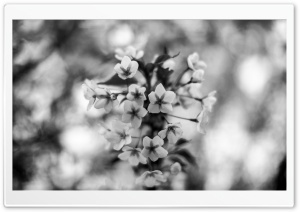 White Cherry Blossoms Macro
