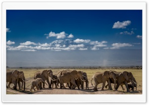 African Elephants Crossing...