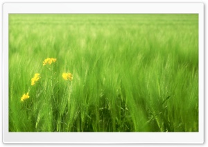 Green Wheat Field 2
