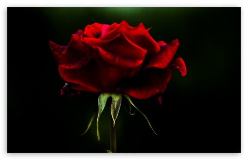 Download Rose Flower UltraHD Wallpaper