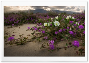 Anza Borrego Desert State...