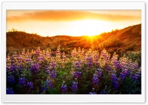 The Lupines At Sunset