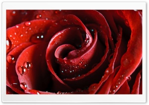 Beautiful Scarlet Rose