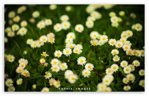 Download Grass and White Flowers UltraHD Wallpaper