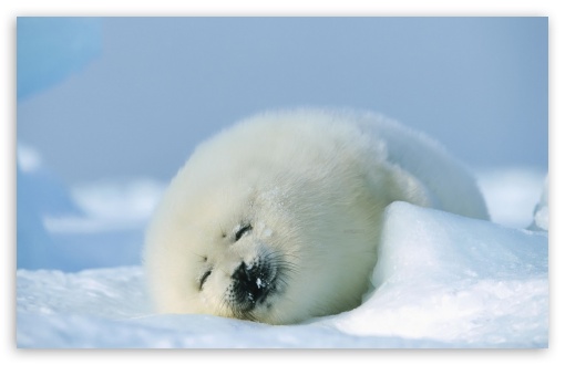 Download Polar Seal UltraHD Wallpaper
