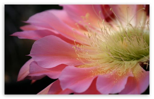 Download Pink Cactus Flower UltraHD Wallpaper
