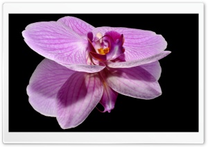 Purple Orchid Flower Reflection