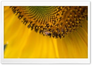 Bee On A Sunflower