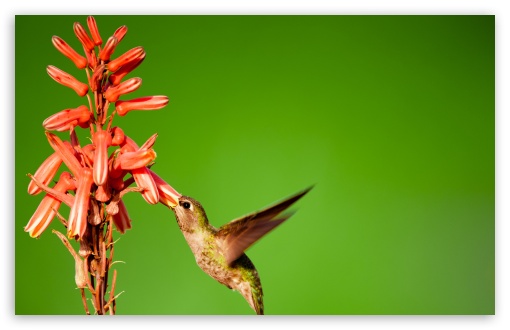 Download Hummingbird Slow Motion UltraHD Wallpaper
