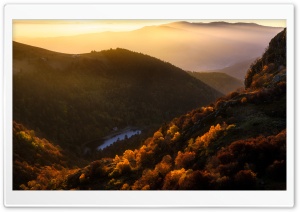 Vosges Mountains, Woodland,...
