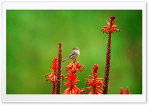 Small Bird Perched on an Aloe...
