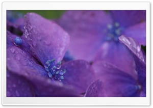 Purple Hydrangea Flower Macro