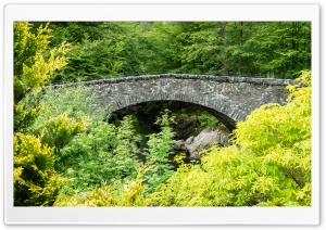Arch Bridge, Green Trees, Nature