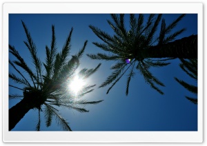 Sunlight Through Palm Trees