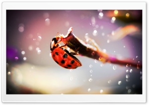 Ladybug In The Rain