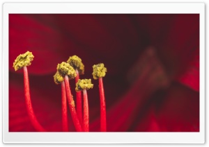 Red Amaryllis Flower Stamens...