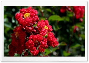 Scarlet Crepe Myrtle