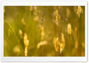 Golden Grass Seeds